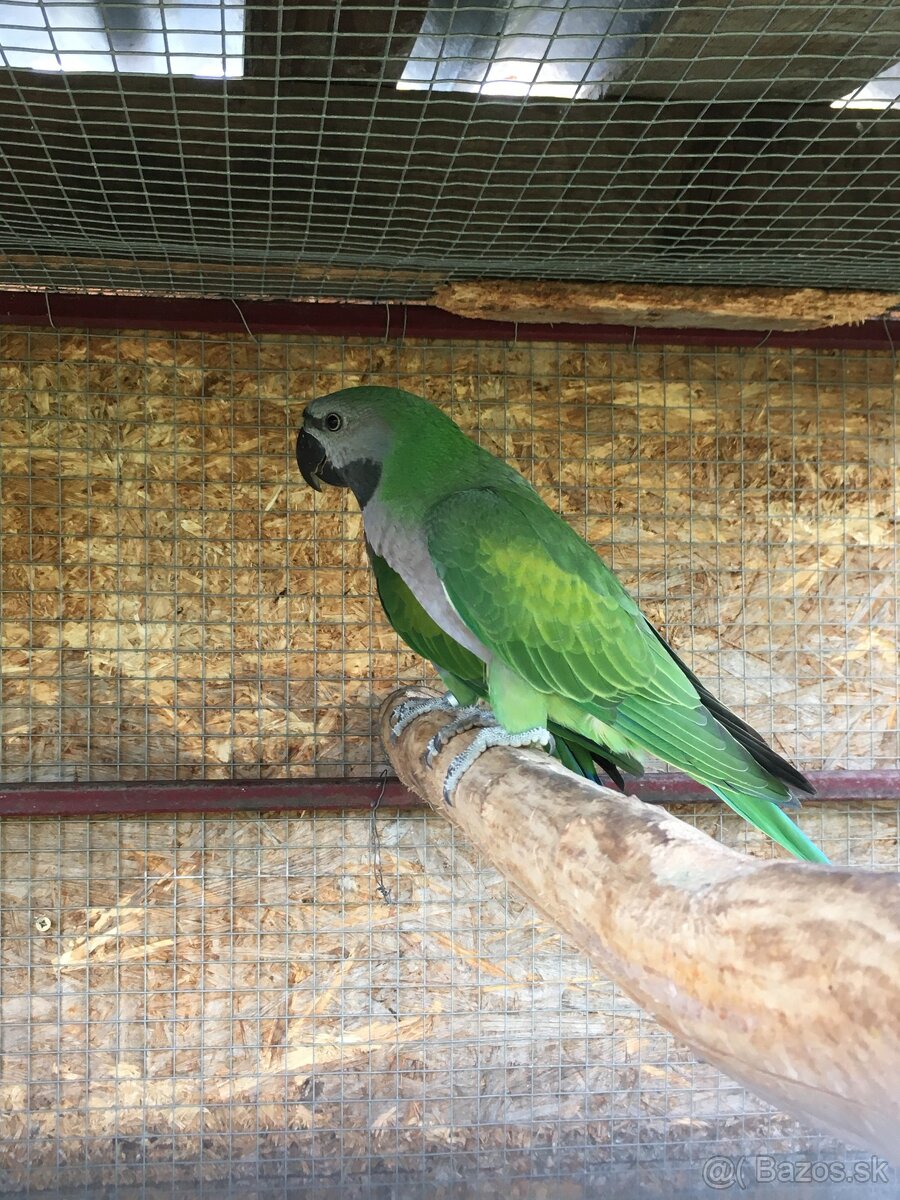 Alexander čínsky - 2