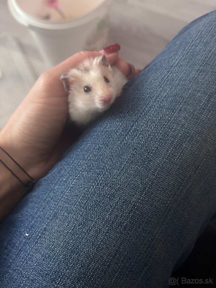 Škrečok sýrsky - 2