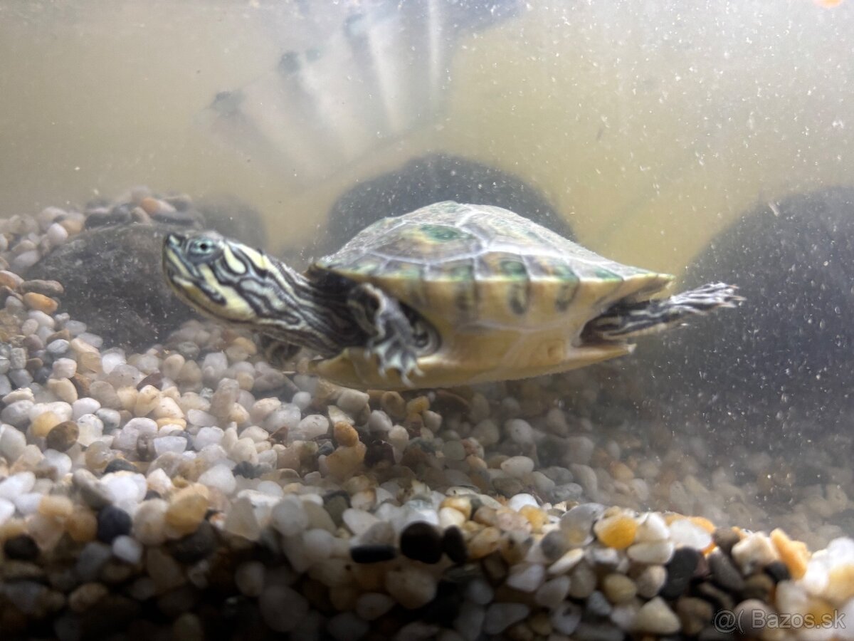 Predám vodnú koritnačku - 2