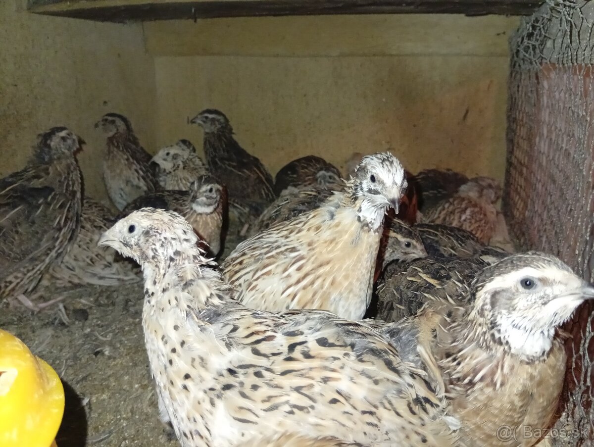 Japonske prepelice - 2