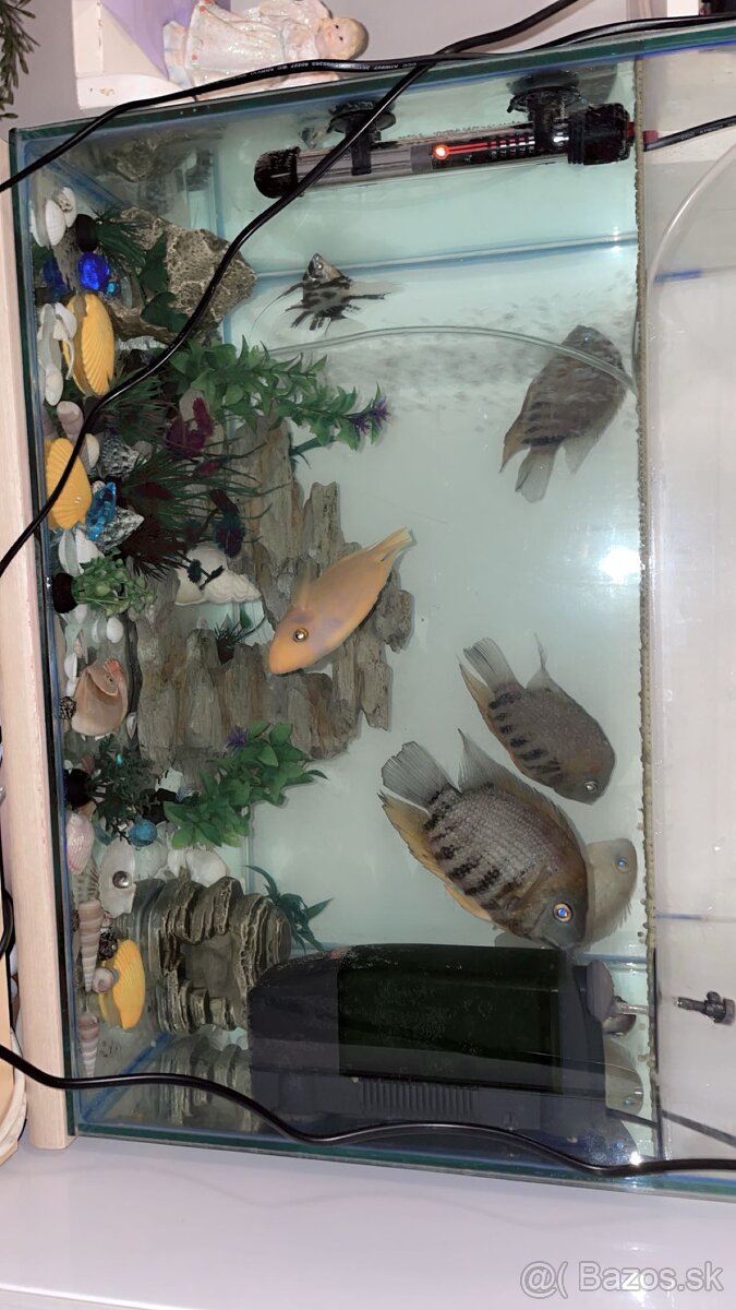 Akvarium s rybami - 2