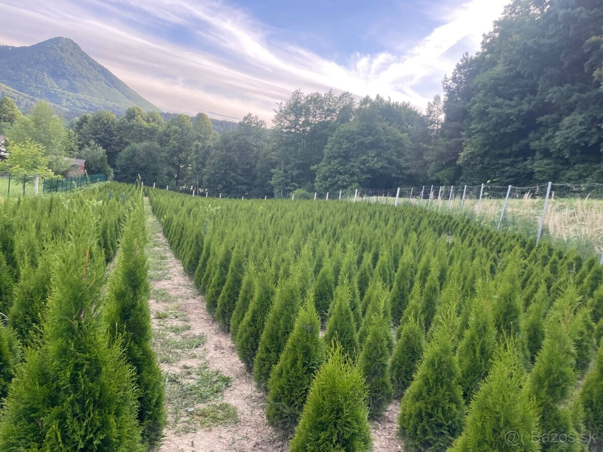 Tuja Smaragd rozvoz tento tyzden východne slovensko - 2