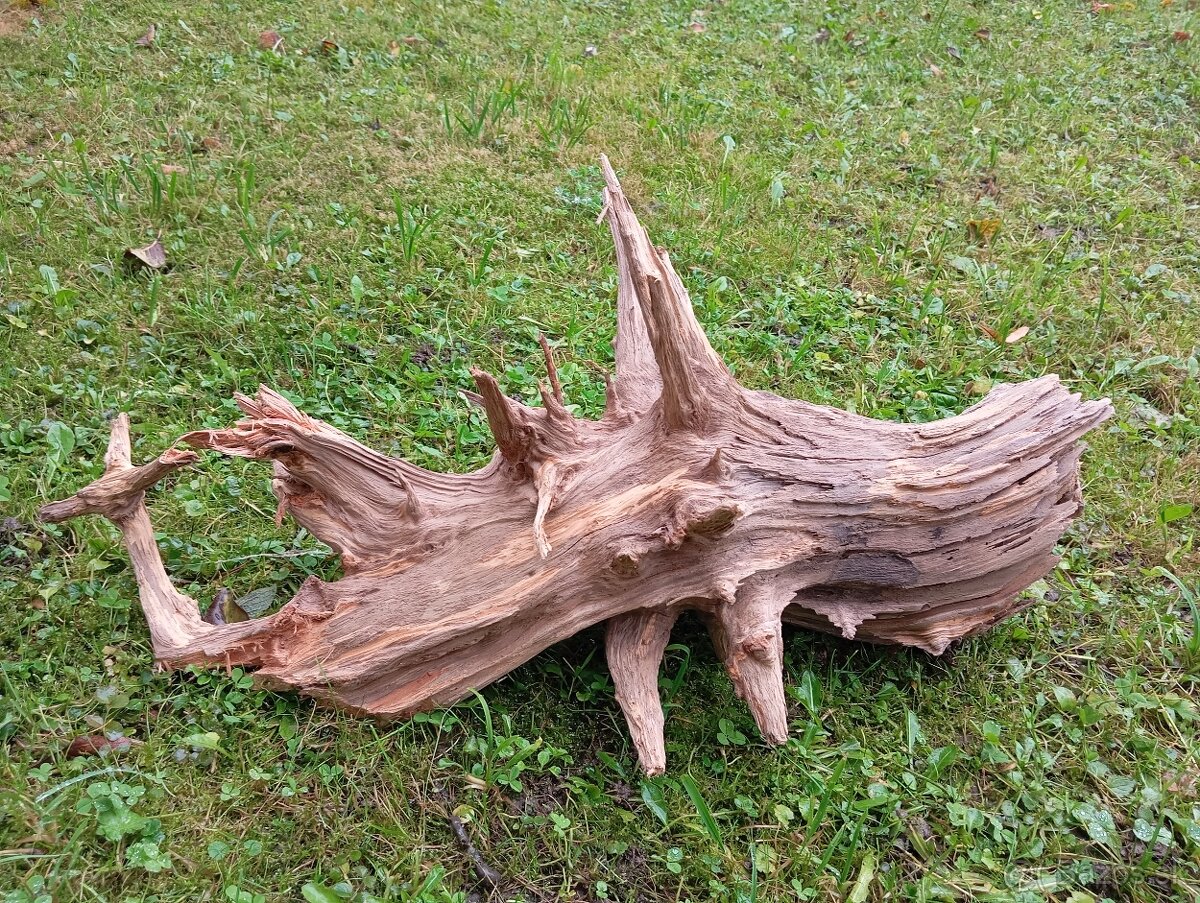 predam koren/samorast do akvaria - 2