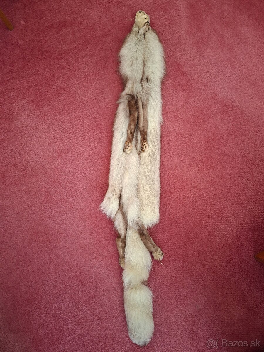 Strieborna liska - 2