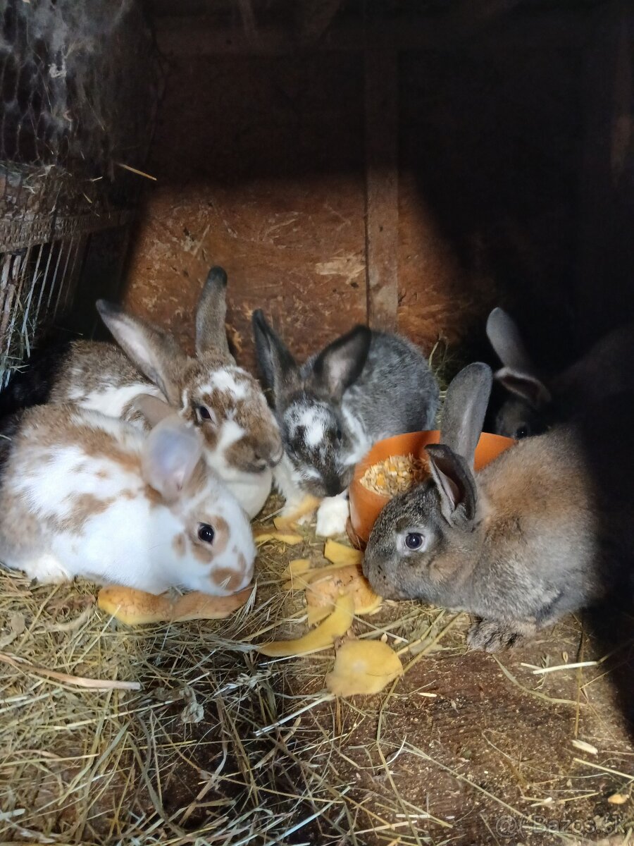 Predám králiky - 2