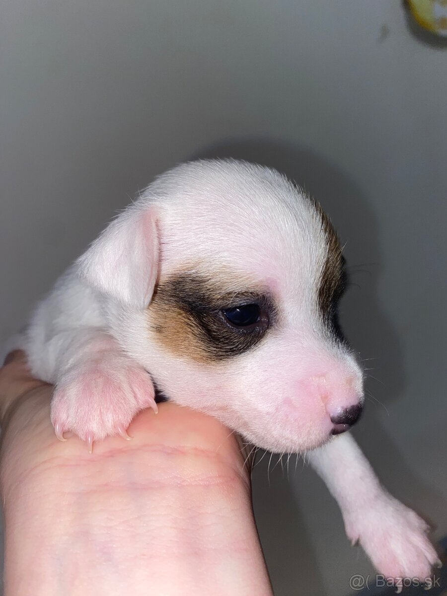 Šteniatka Jack Russel terier - 2