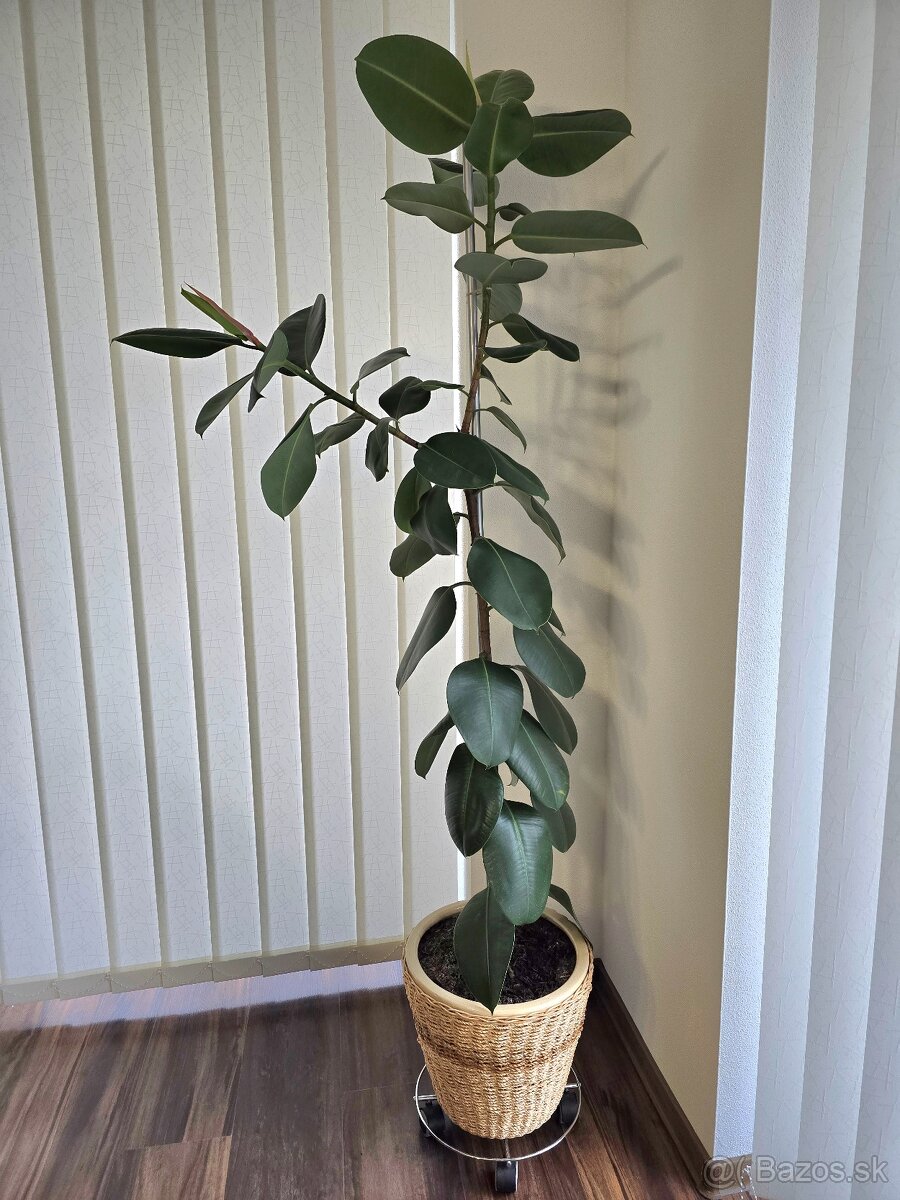 Ficus Elastica Robusta - 2