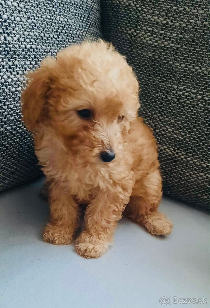 Predám mini toy pudle – šteniatka - 2