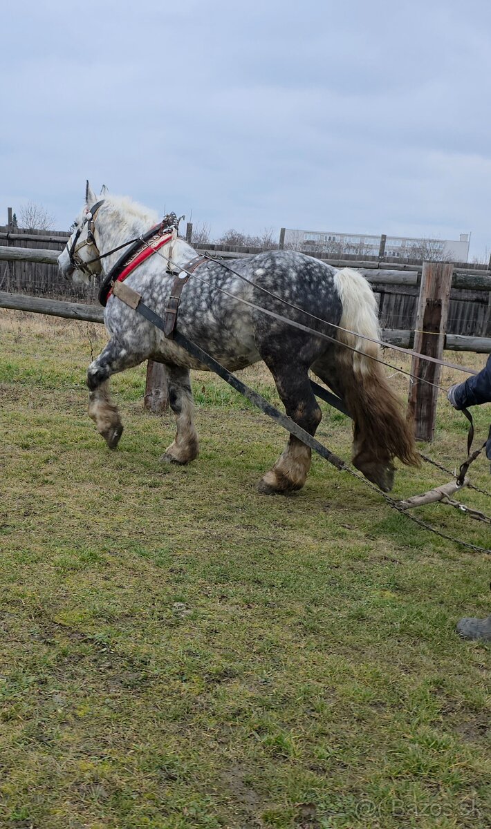 Predam Grošaka z papiermi - 2