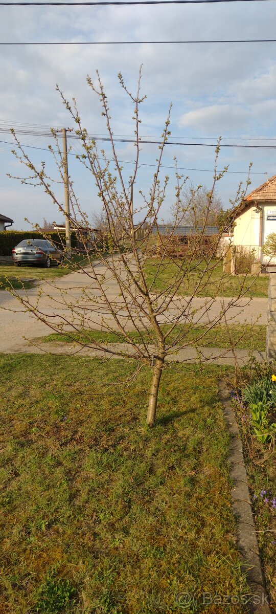 Višňový stromček - 2