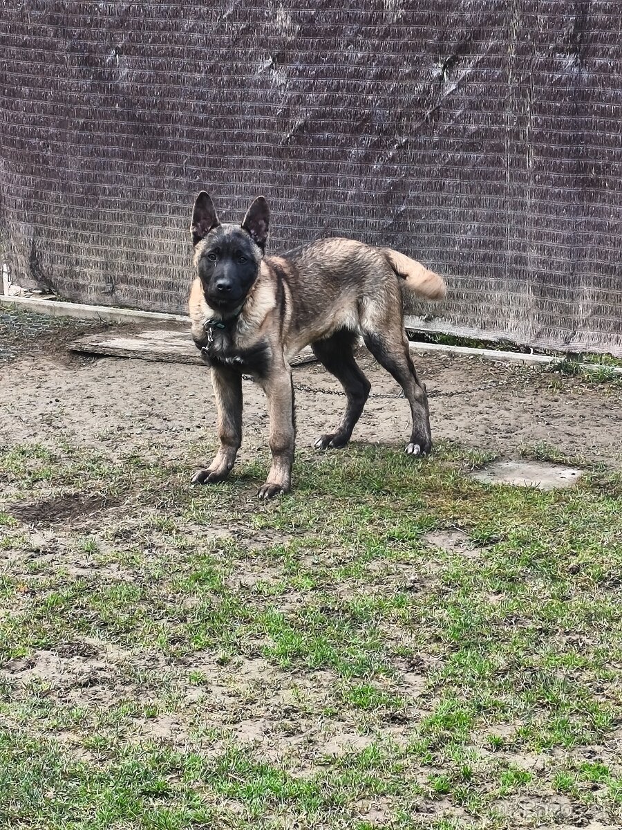 Belgický ovčiak - 2