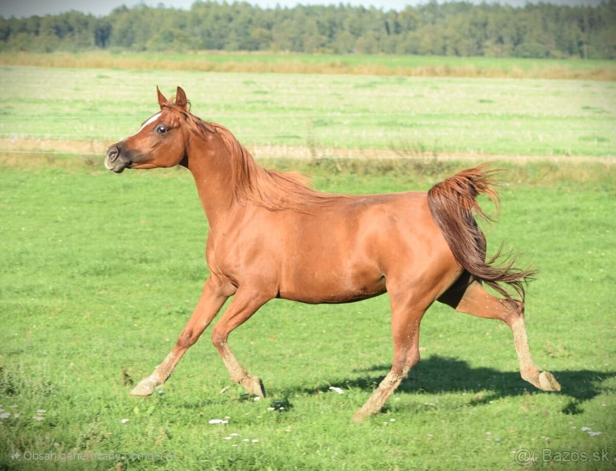Arabský plnokrvník - 2