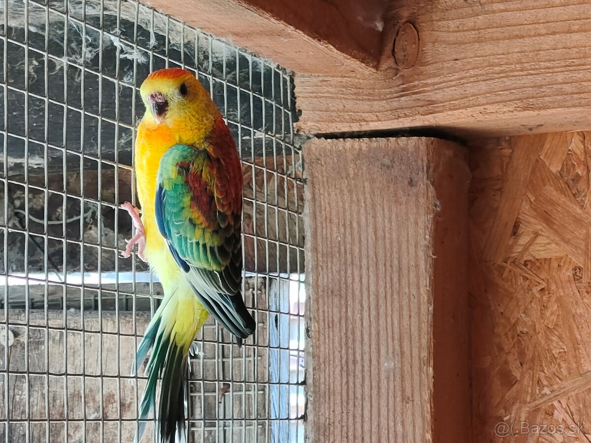 Papagáj spevavy - 2