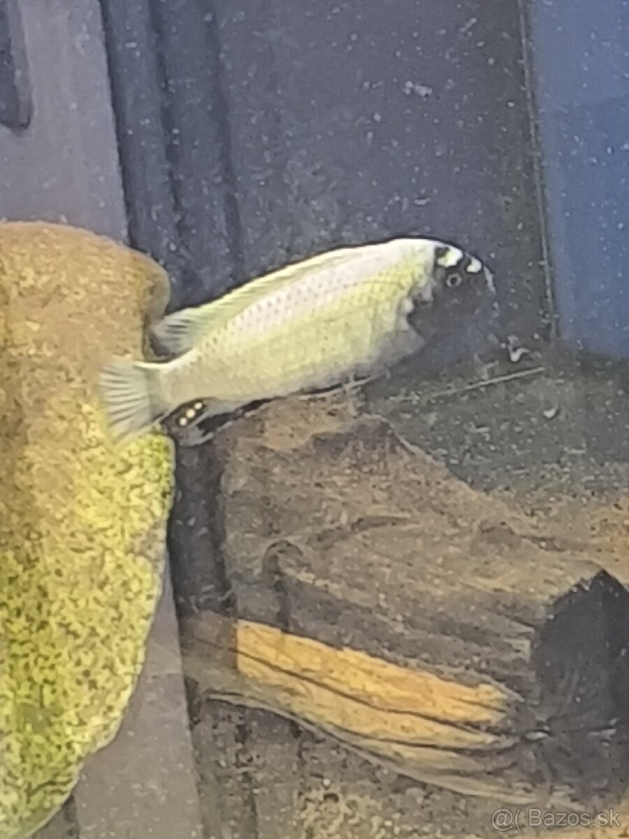 Pseudotropheus Polit - 2