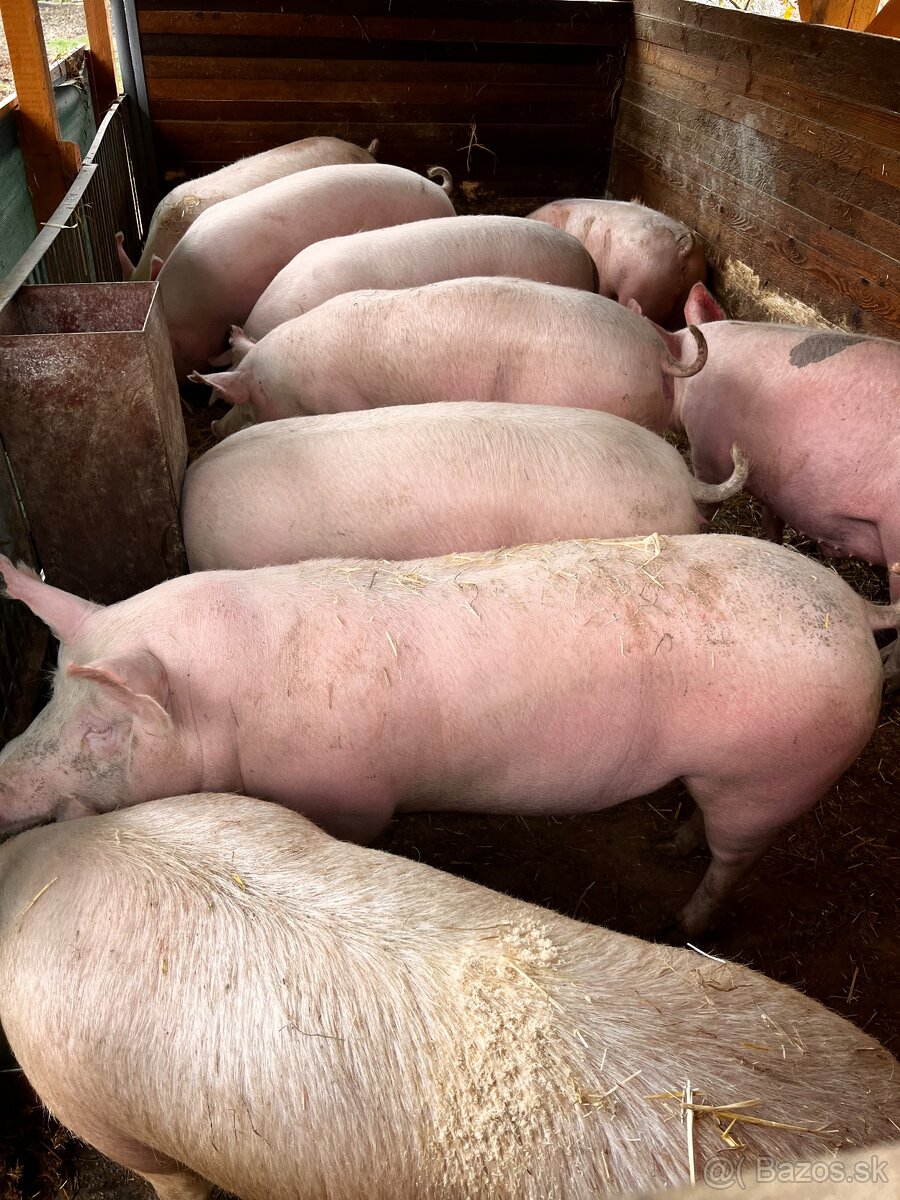 Jatočné ošípané - 2