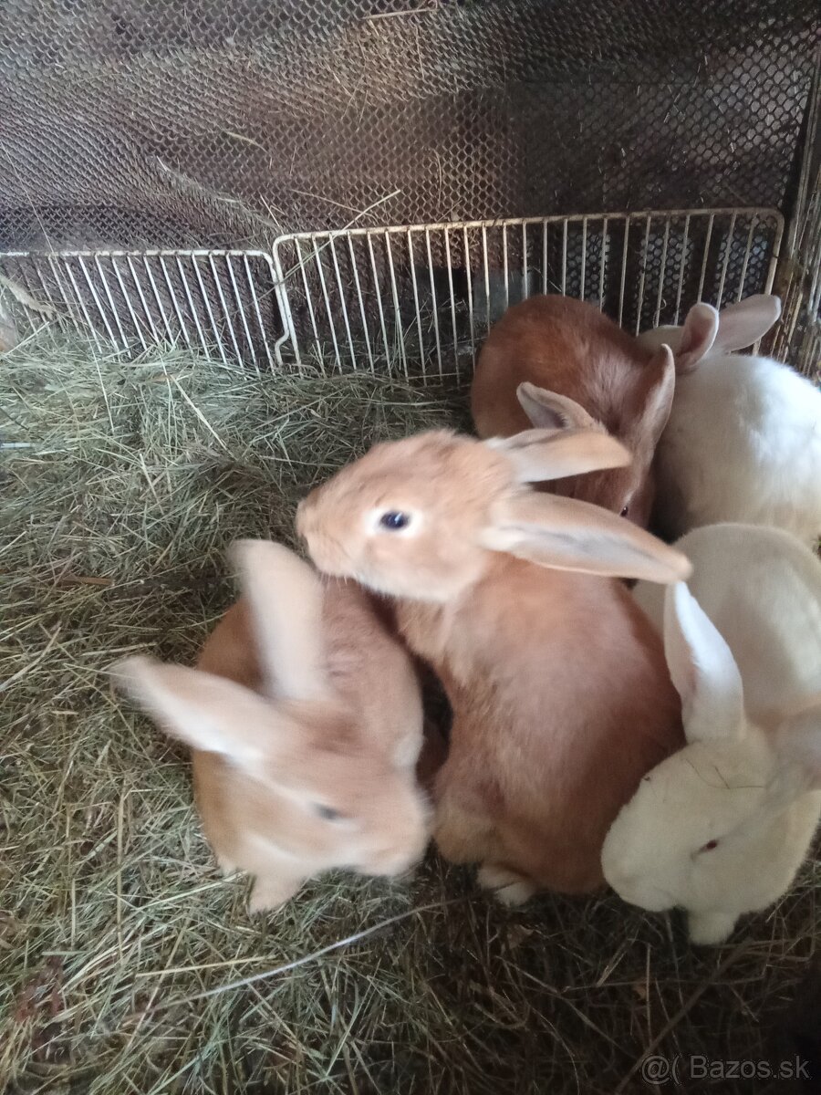 Predám burgundske králiky - 2