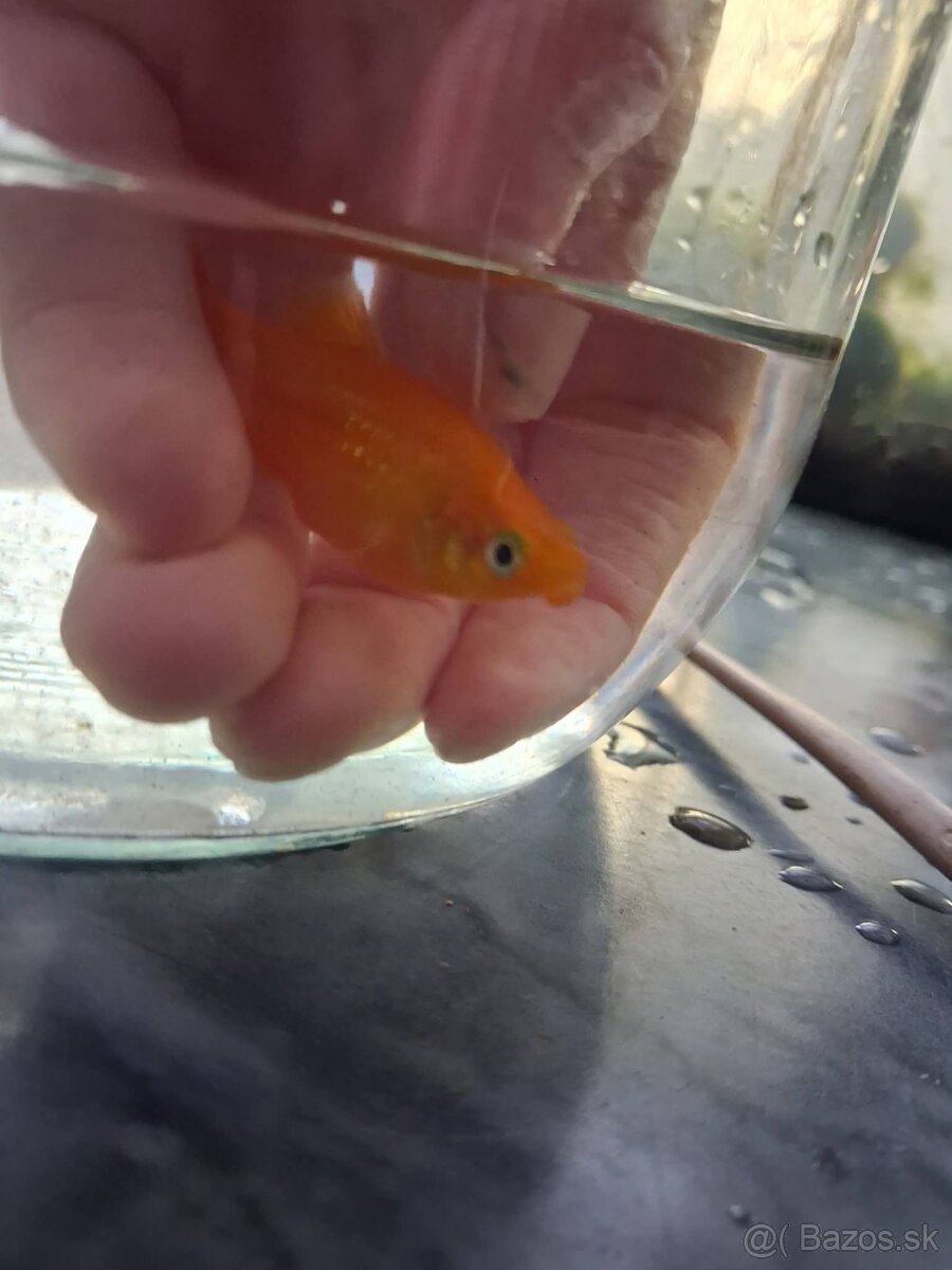 Darujem rybky - 2