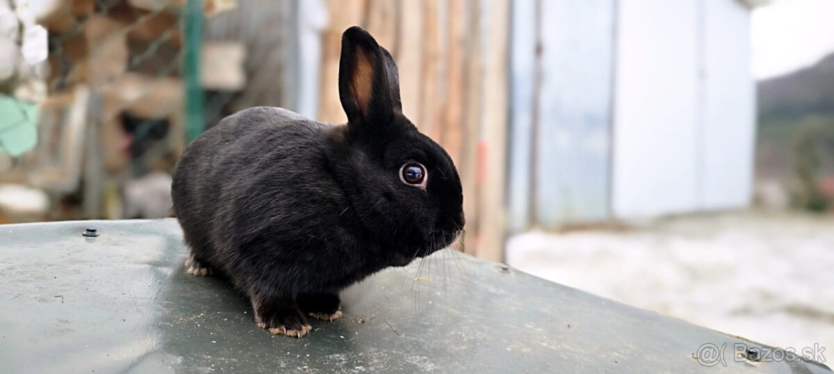 Zakrslý králik - 2