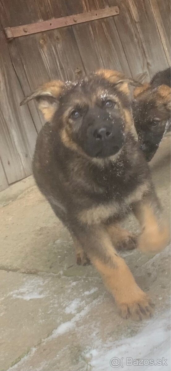 Nemecký ovčiak šteniatka - 2
