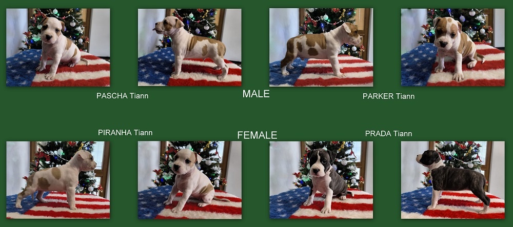 AMERICKÝ STAFORDŠÍRSKY TERIÉR s PP - 2