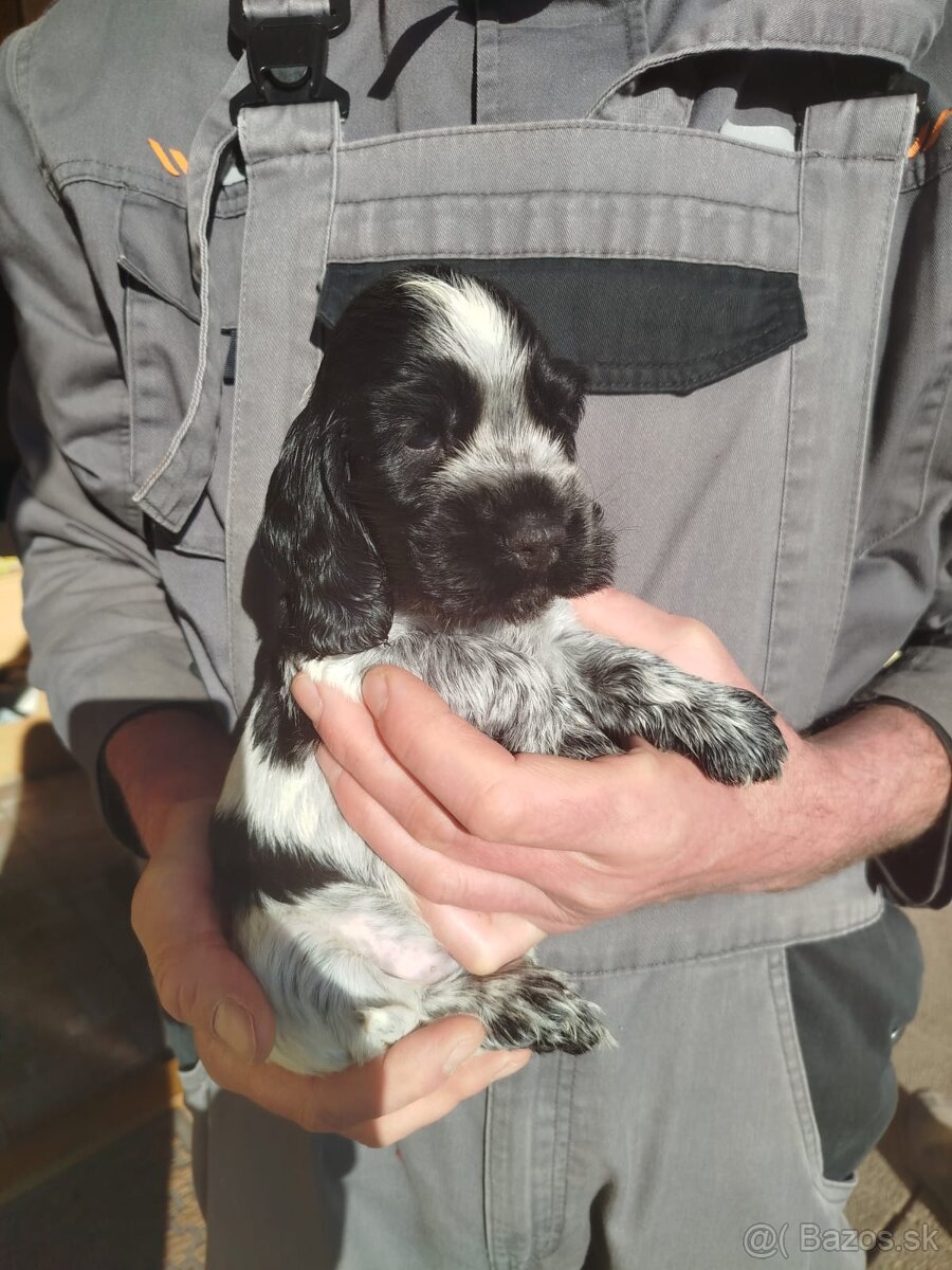 Anglický kokeršpaniel s PP - 2