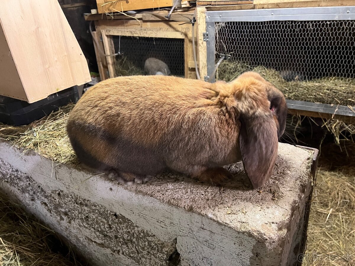 Francúzsky baran - 2