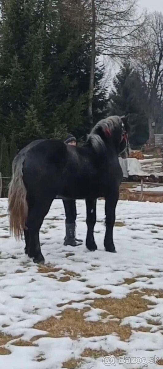 Ogier percheron 2 lata - 2