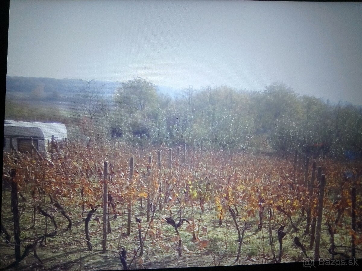 Ekologická BIOvinica bez postrekov+elektrina,chata,pivnica - 2