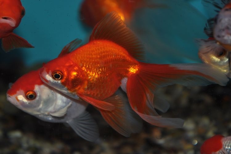 Ponúkam Karas závojnatka - 2