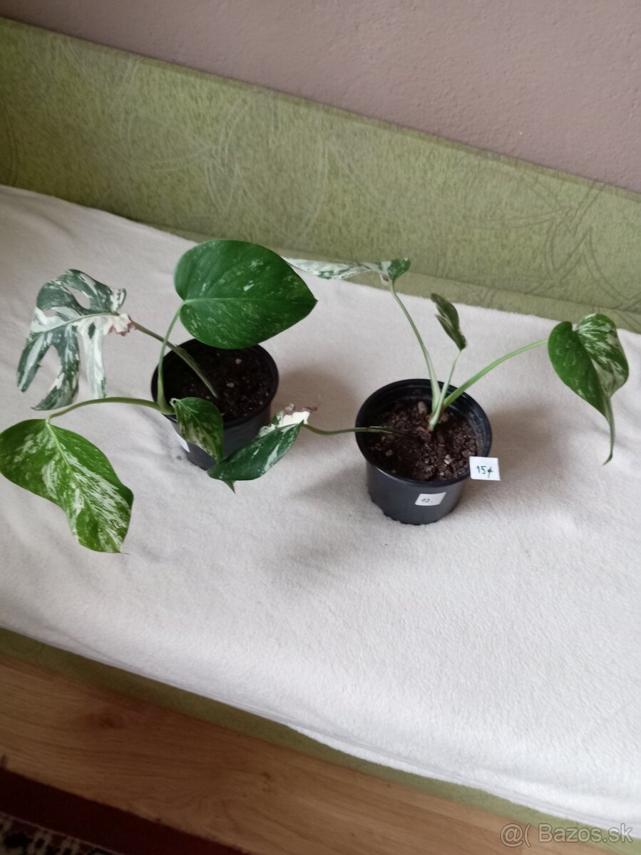 Monstera variegata - 2