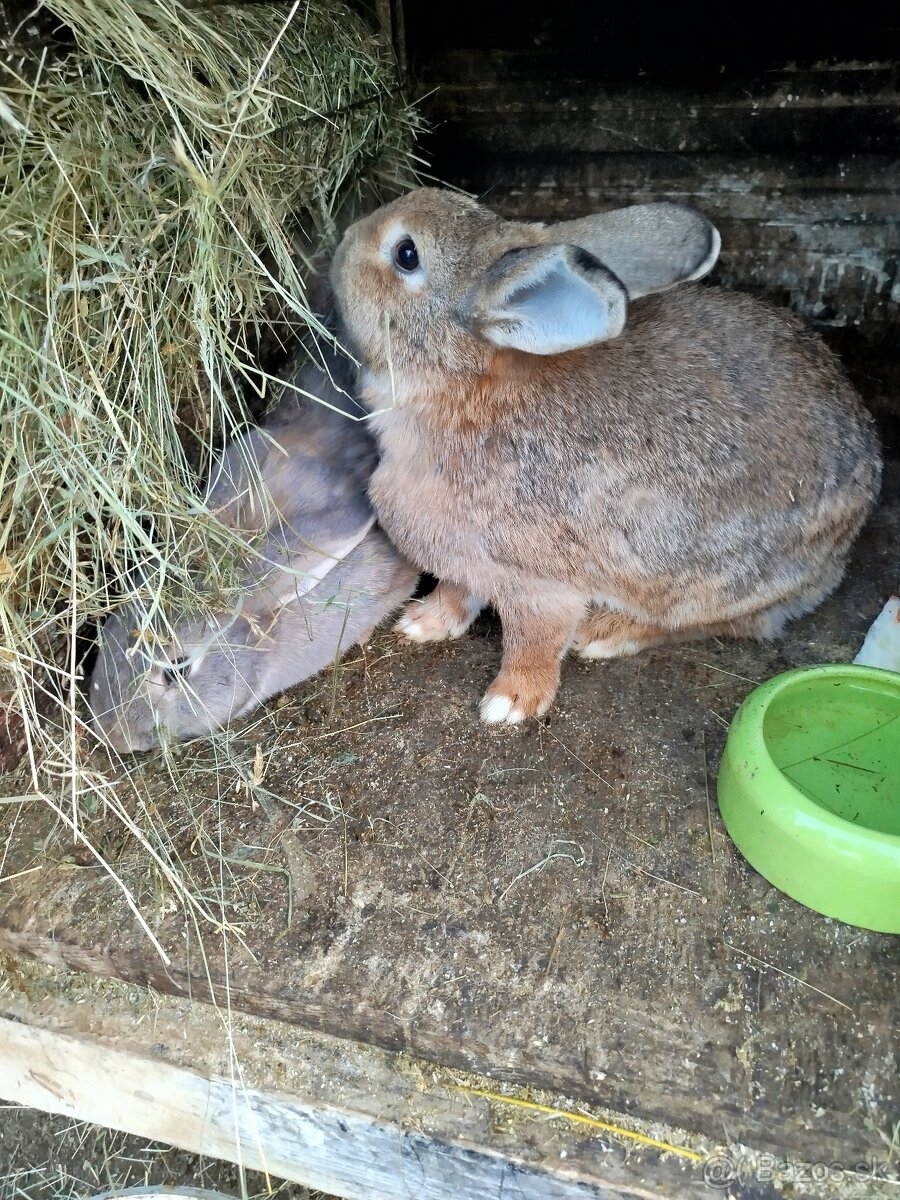 Predám králiky samice - 2