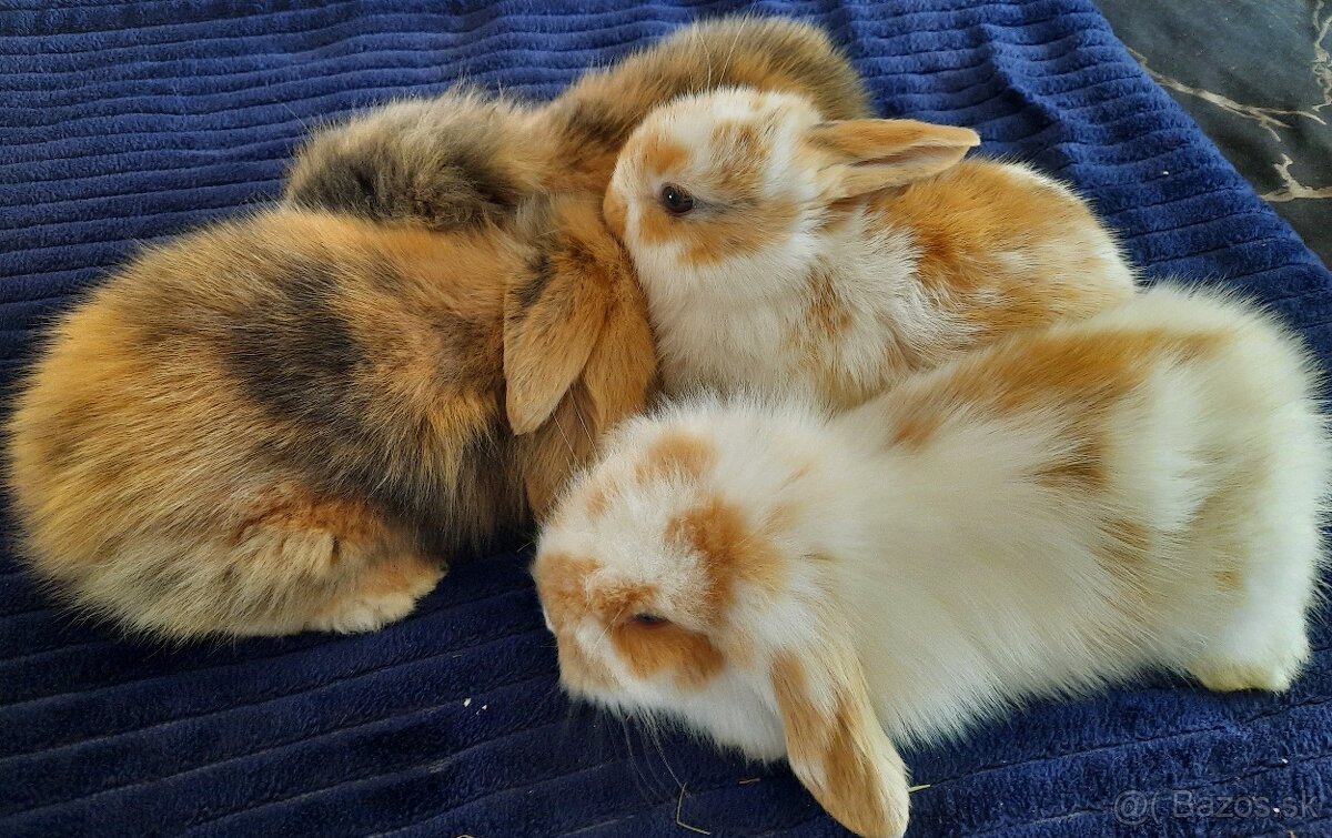 Zakrslé zajace minilop - 2