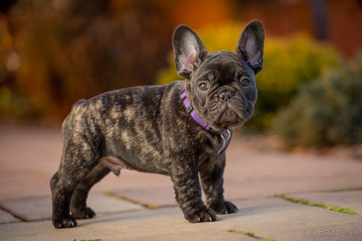 FRANCÚZSKY BULDOČEK s pp - 2