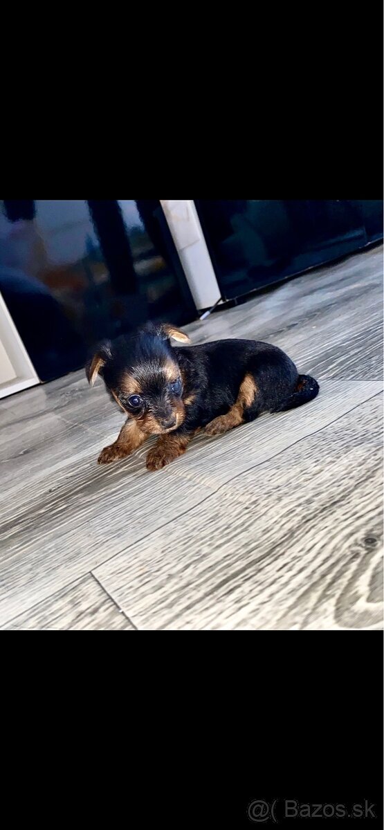 Mini Yorkshire terrier - 2