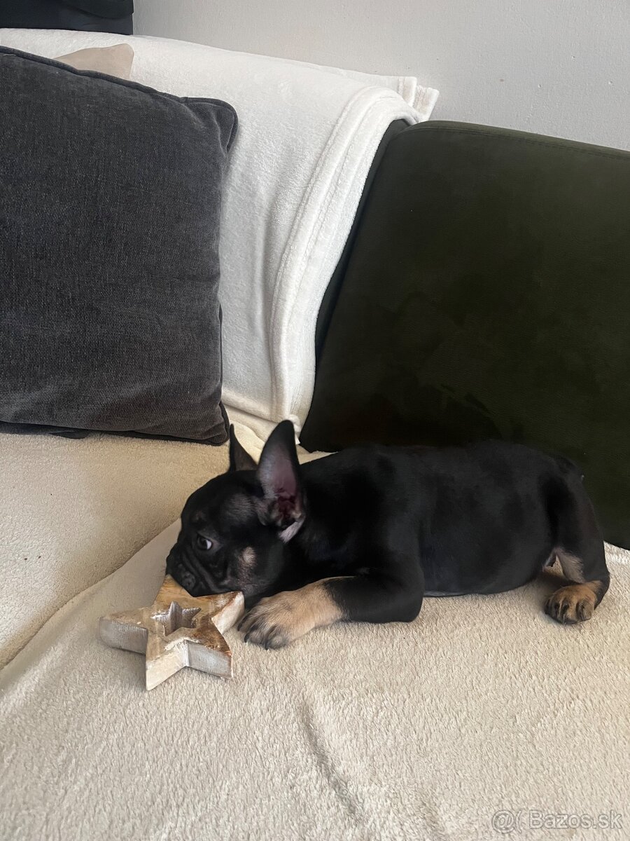 Francúzsky buldoček - 2