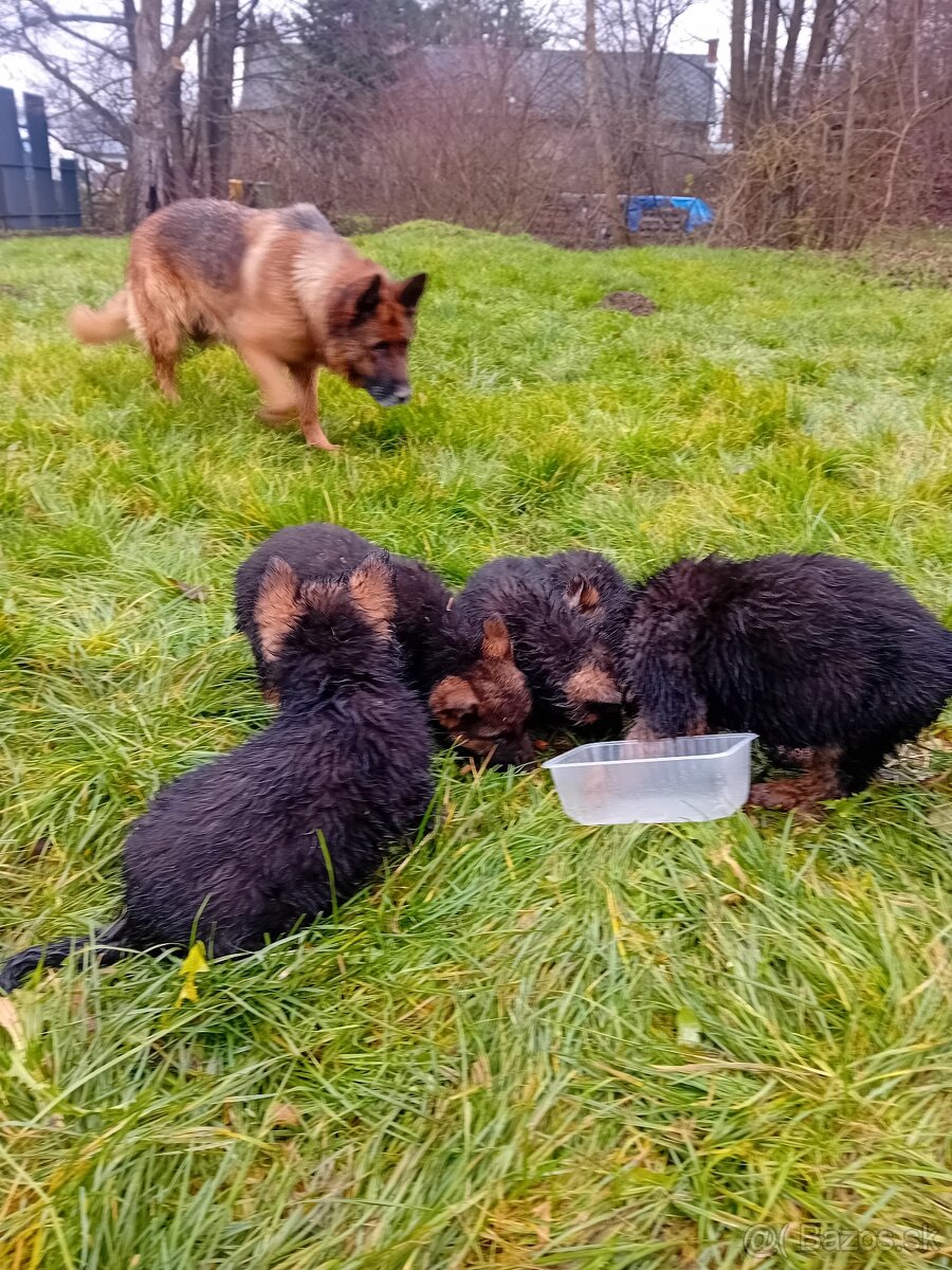 Nemecký ovčiak - 2