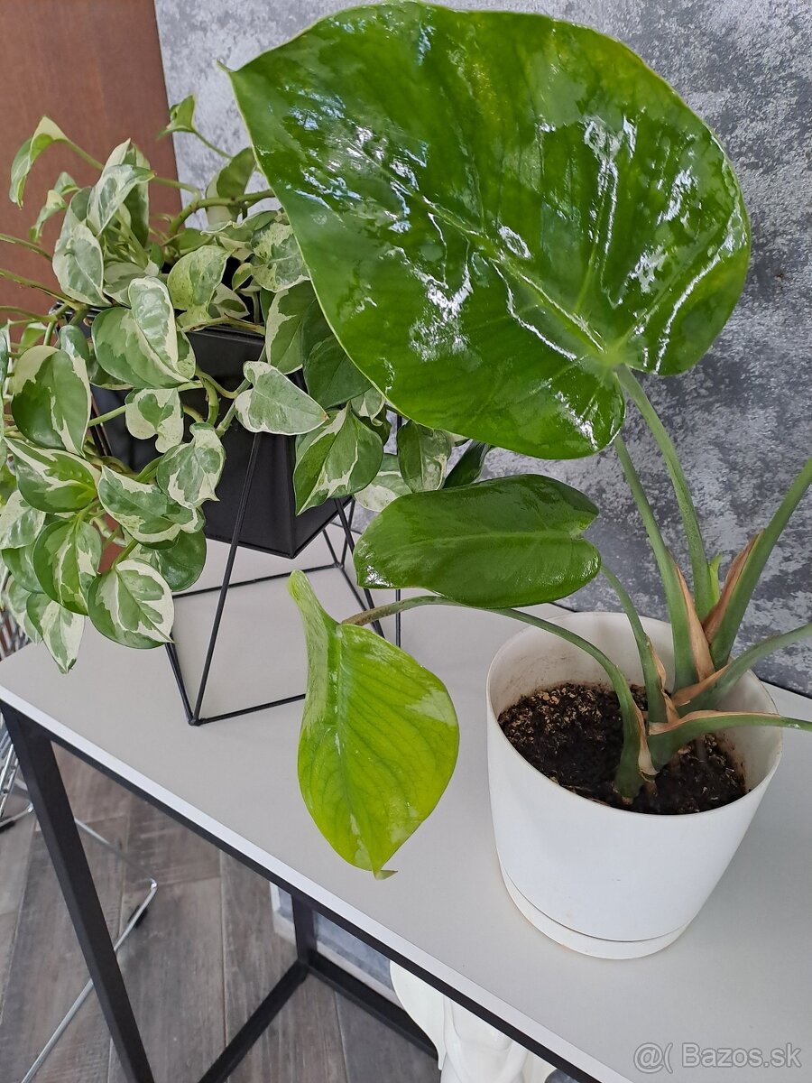 Monstera kvet cca 30-40cm - 2