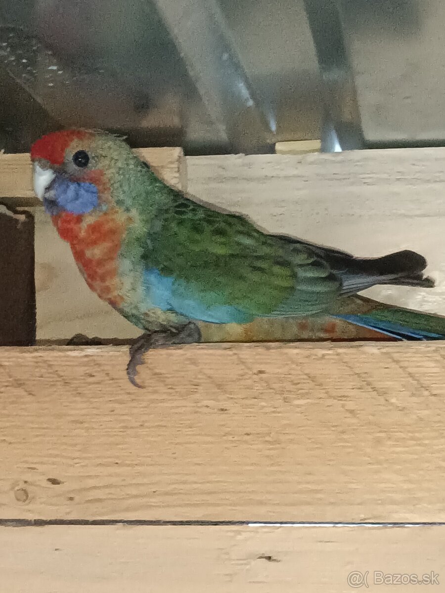 Predám - Rozela Adelaidská - 2