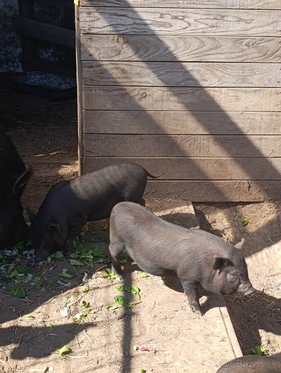 Vietnamské prasiatka - 2