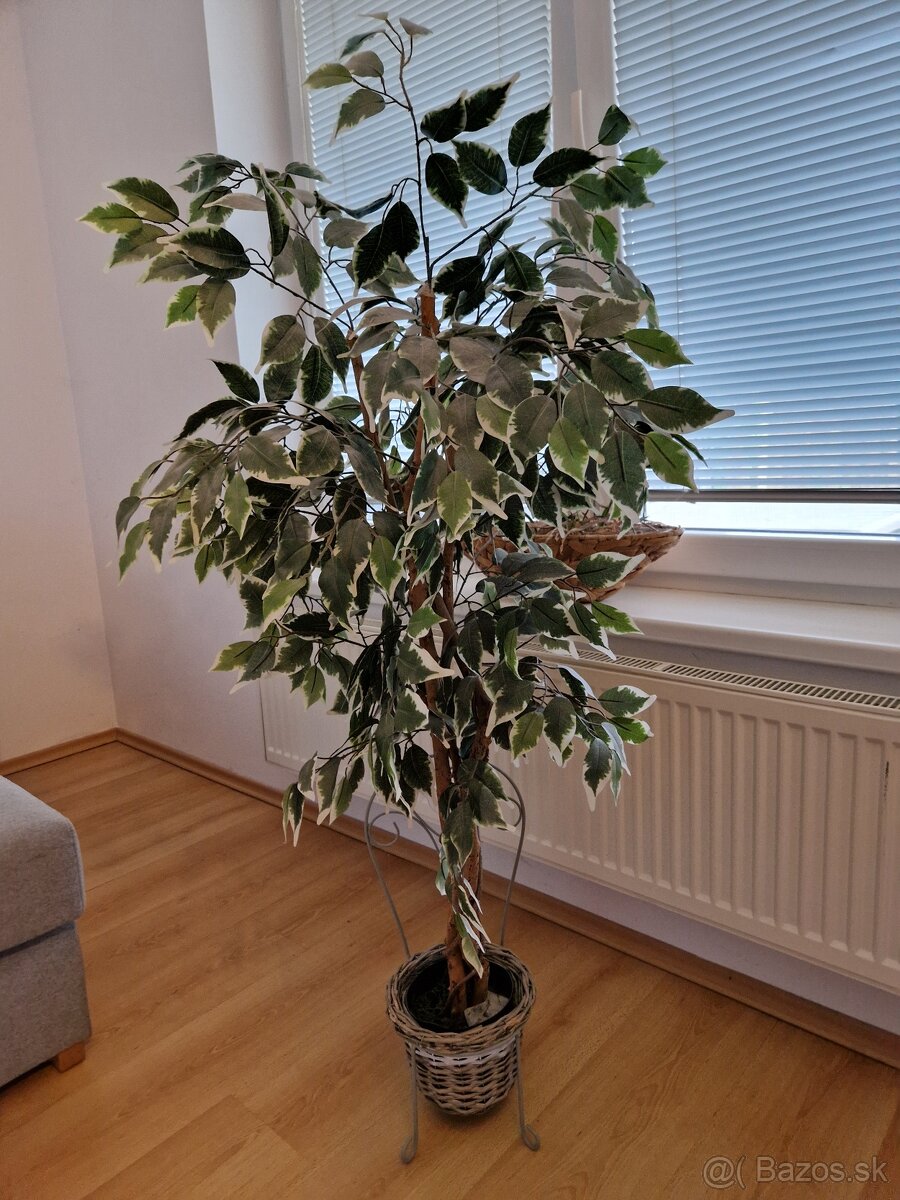 Predám umelý fikus 140cm - 2