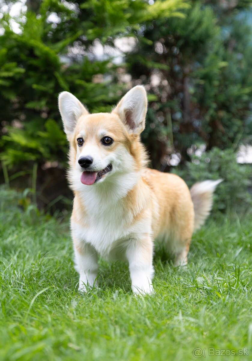 Predám šteniatko fenku corgi - 2