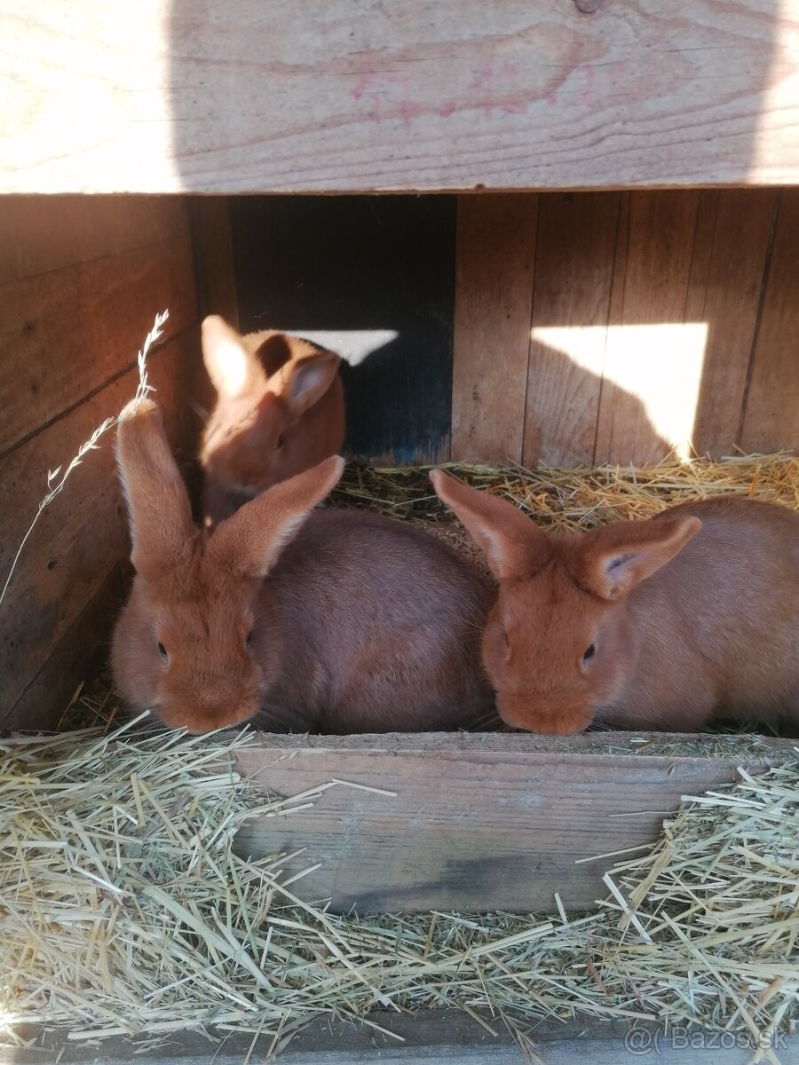 Novozelandsky červený - 2