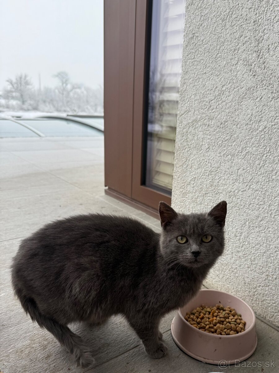 Darujem Mačičku - 2