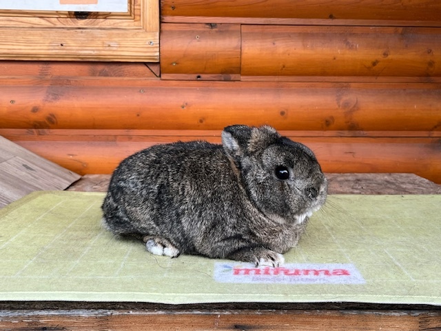 Zdrobneny divosfarbeny - 2