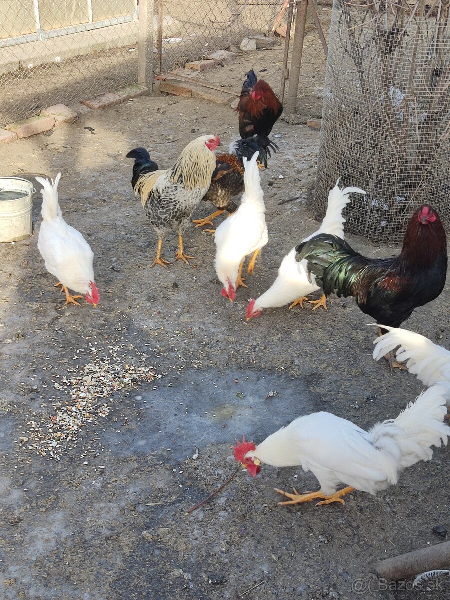 Predám kohúty leghorn biely - 2