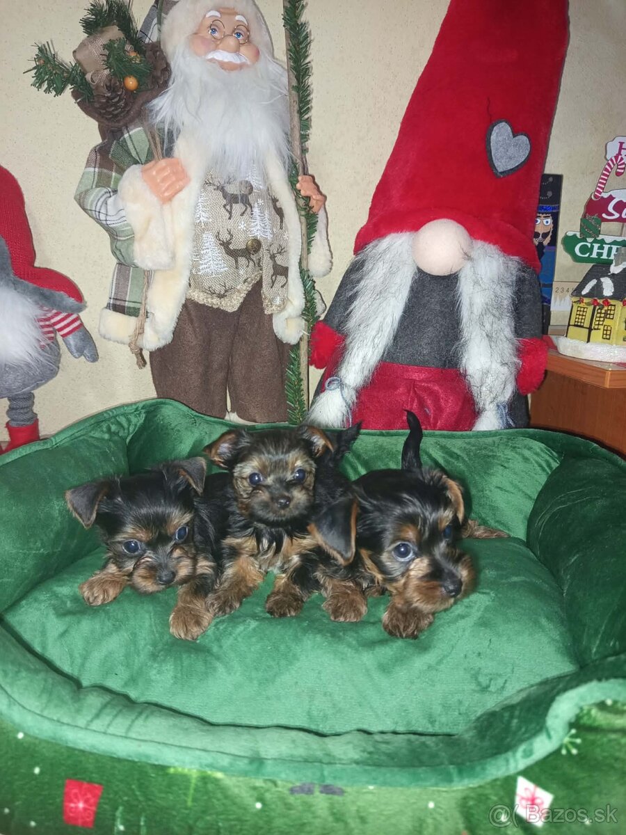 Jorkšírský teriér - 2