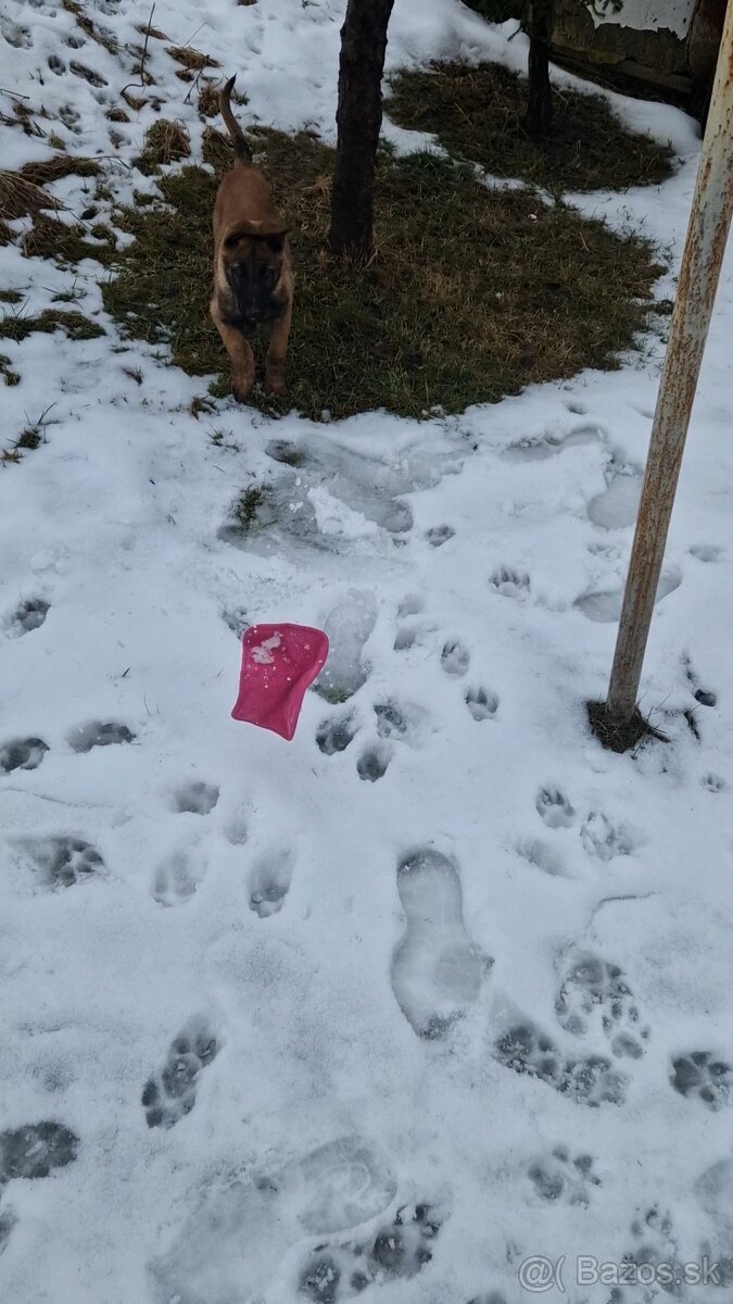 Belgický ovčiak - 2