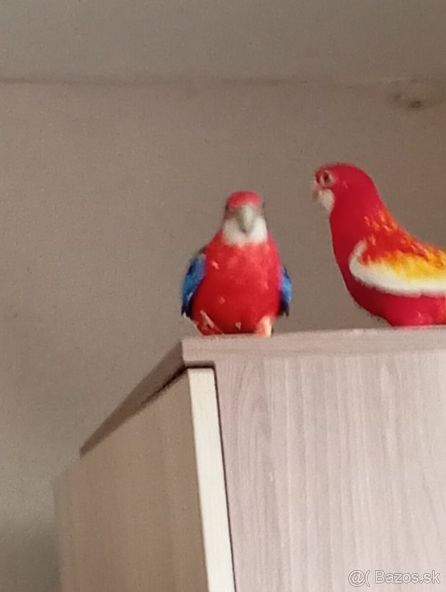 Predám rázvoru pestrú a rubio - 2