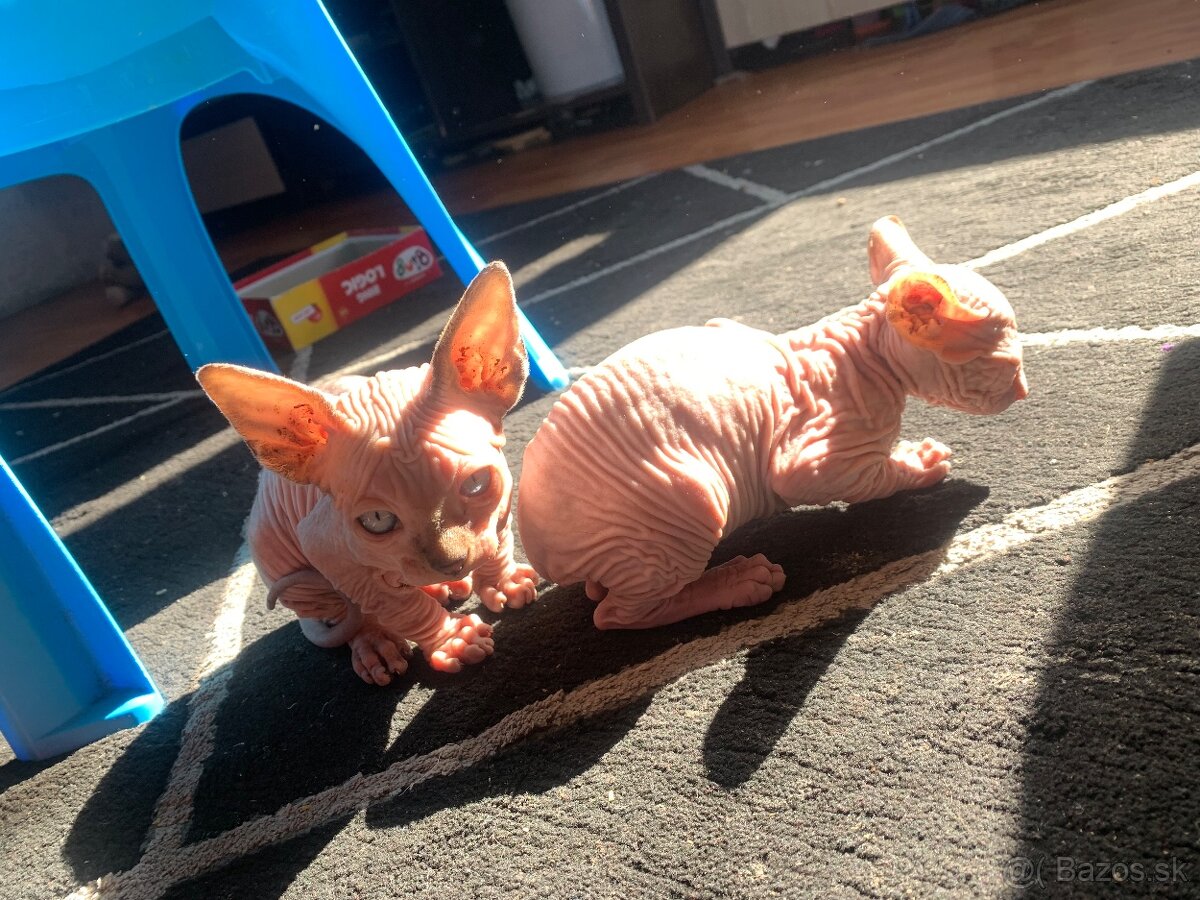 Don sphynx - 2