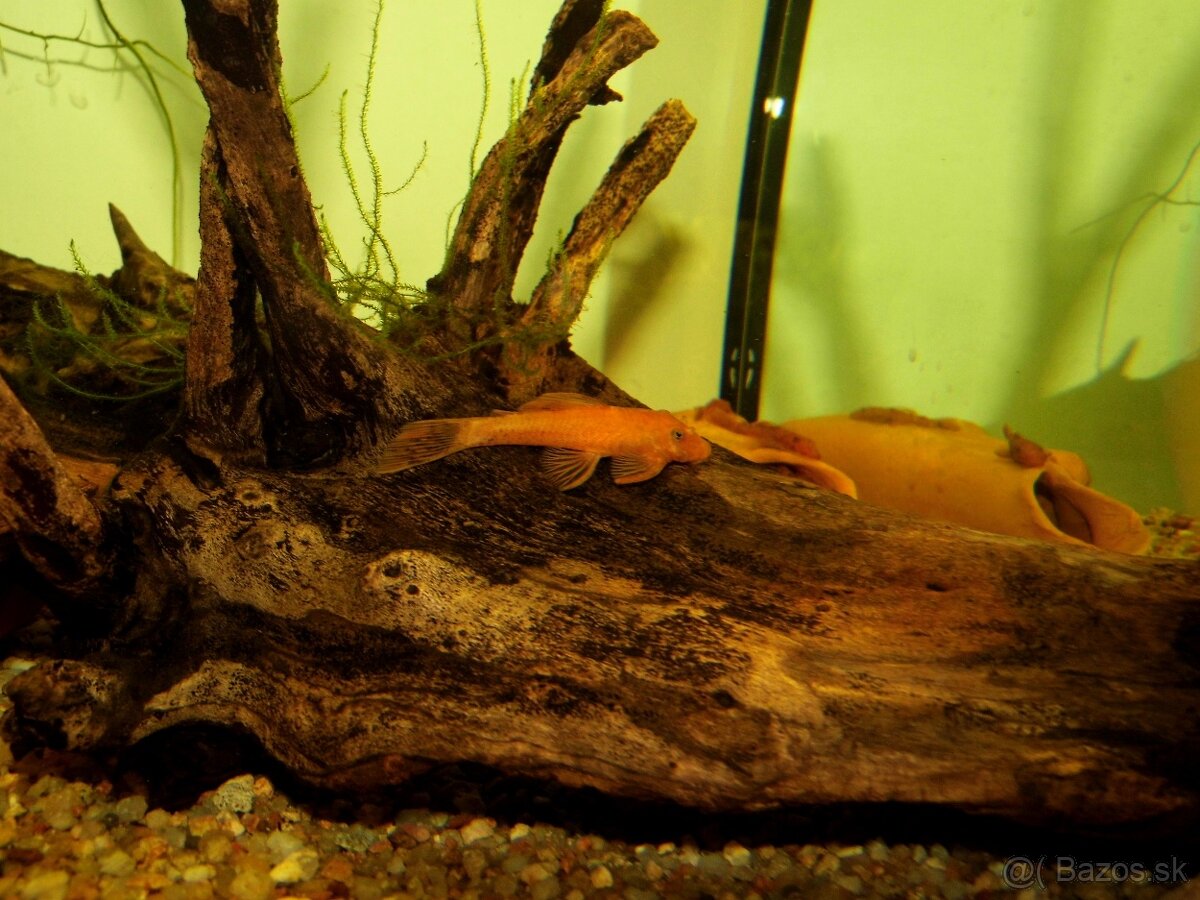 Ancistrus sp. red - 2